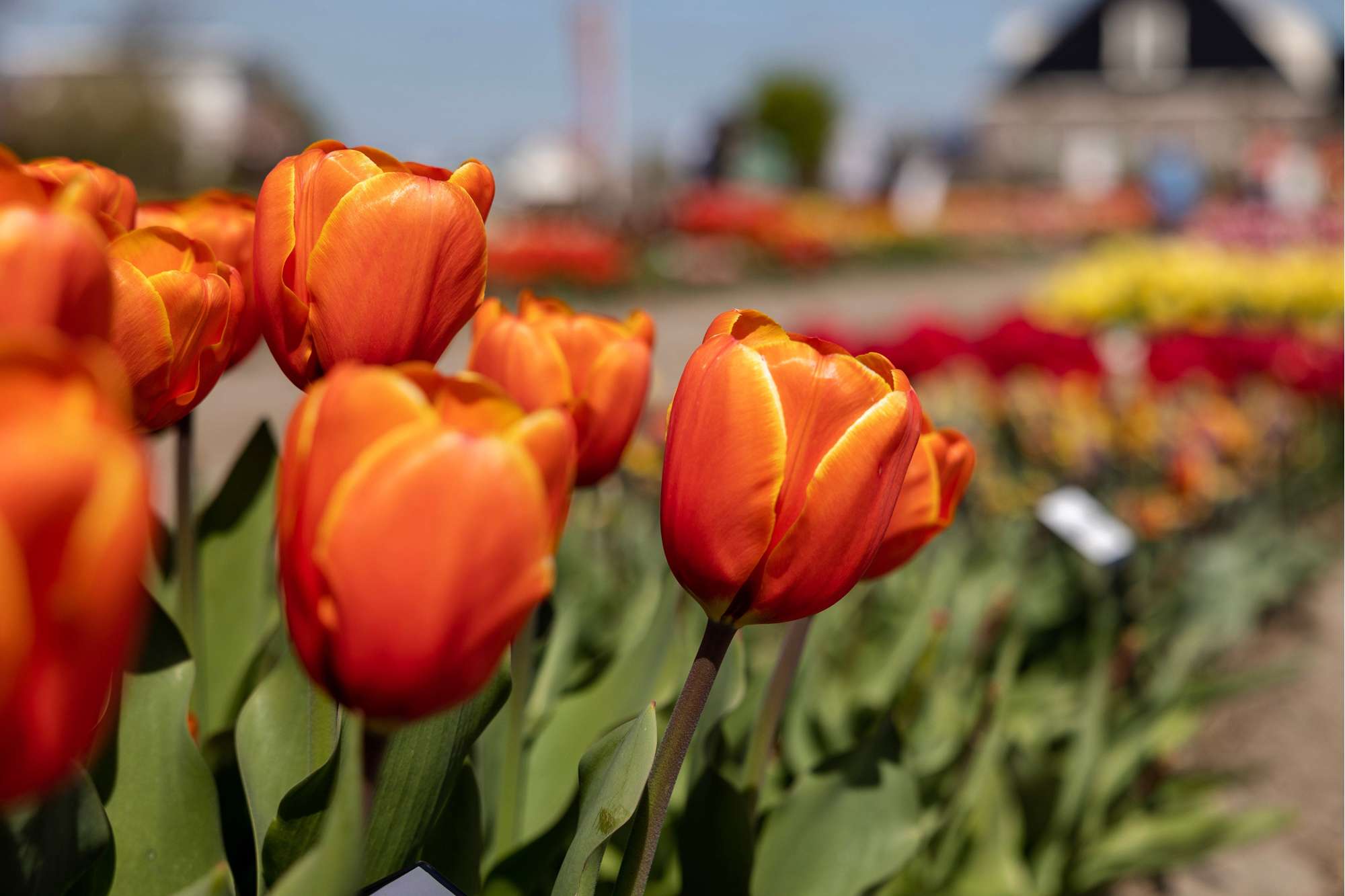 Tulpe 'Triple A'